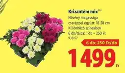 Lidl Krizantém mix ajánlat