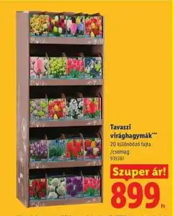 Lidl Tavaszi virághagymák ajánlat