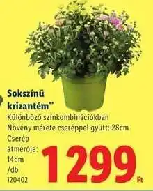 Lidl Sokszínű krizantém ajánlat