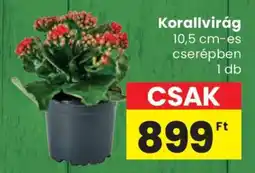 Spar Korallvirág ajánlat