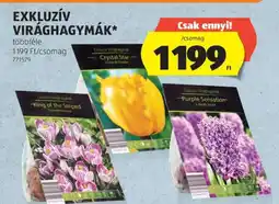 ALDI Exkluzív virághagymák ajánlat