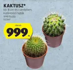 ALDI Kaktusz ajánlat