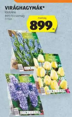 ALDI Virághagymák ajánlat