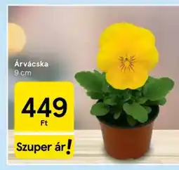 Tesco Árvácska ajánlat