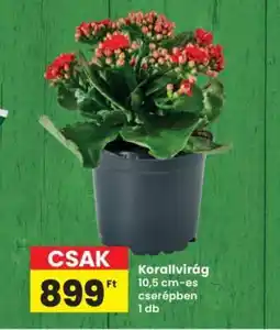 Interspar Korallvirág ajánlat