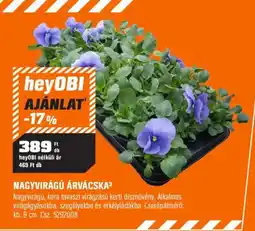 OBI hey0bi nagyvirágú árvácska ajánlat