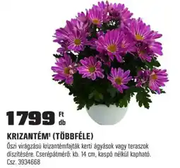 OBI Krizantém' (többféle) ajánlat