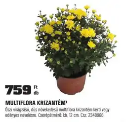 OBI Multiflora krizantém ajánlat