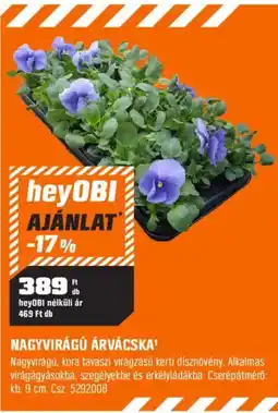 OBI heyOBI nagyvirágú árvácska ajánlat