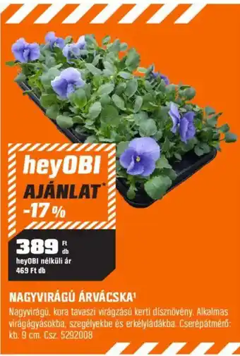 HeyOBI nagyvirágú árvácska