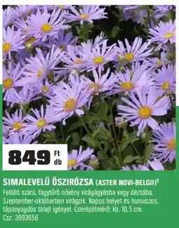 OBI Simalevelű őszirózsa ajánlat