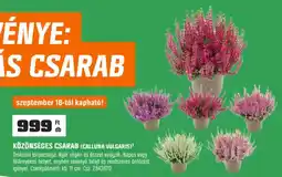 OBI Közönséges csarab ajánlat
