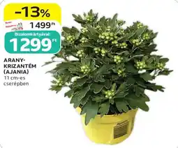 Auchan Arany-krizantém ajánlat