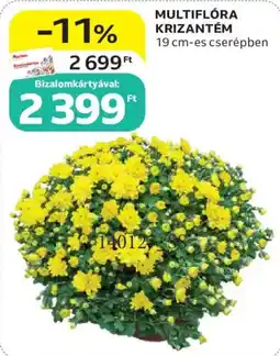 Auchan Multiflóra krizantém ajánlat