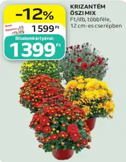 Auchan Krizantém őszi mix ajánlat