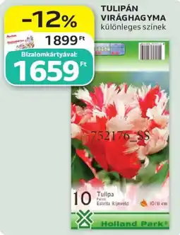 Auchan Holland Park tulipán virághagyma ajánlat