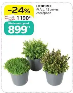 Auchan HEBE MIX ajánlat