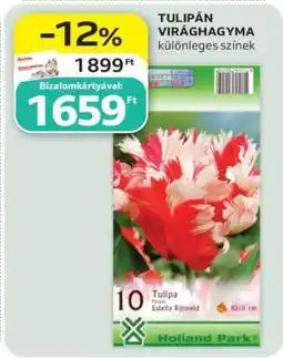 Auchan TULIPÁN VIRÁGHAGYMA ajánlat