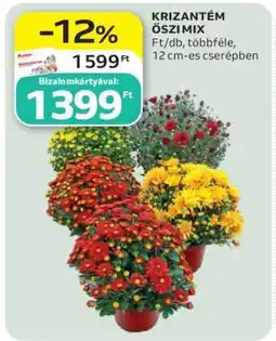Auchan KRIZANTÉM ŐSZI MIX ajánlat