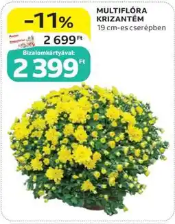 Auchan MULTIFLÓRA KRIZANTÉM ajánlat