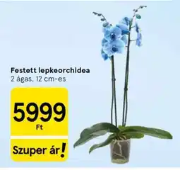 Tesco Festett lepkeorchidea ajánlat