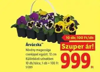 Árvácska