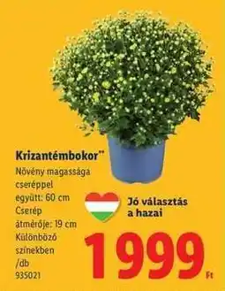Lidl Krizantémbokor ajánlat