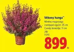 Lidl Vékony hanga ajánlat