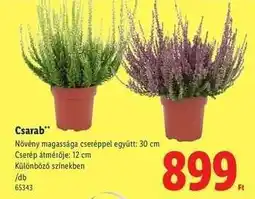 Lidl Csarab ajánlat