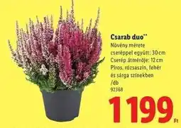 Lidl Csarab duo ajánlat