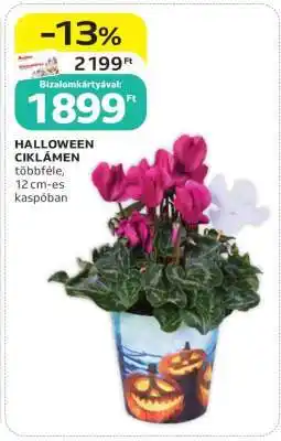Auchan HALLOWEEN CIKLÁMEN ajánlat