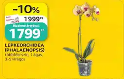 Auchan Lepkeorchidea (Phalaenopsis) ajánlat