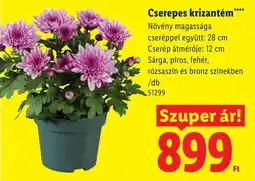 Lidl Cserepes krizantém ajánlat