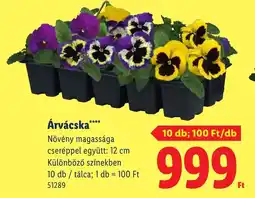 Lidl Árvácska ajánlat