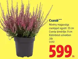 Lidl Csarab ajánlat