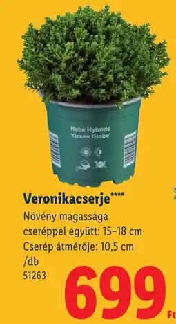 Lidl Hebe veronikacserje ajánlat