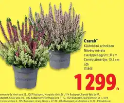 Lidl Cesarab ajánlat
