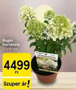 Tesco Bugás hortenzia ajánlat