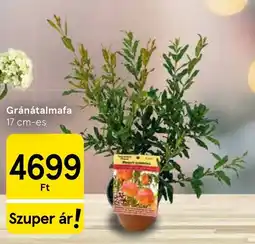 Tesco Gránátalmafa ajánlat