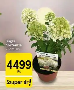 Tesco Bugás hortenzia ajánlat