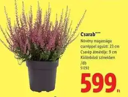 Lidl Csarab ajánlat