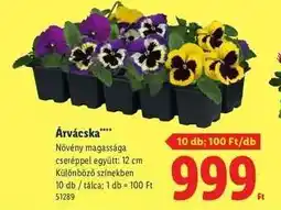 Lidl Árvácska ajánlat