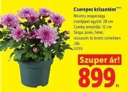 Lidl Cserepes krizantém ajánlat