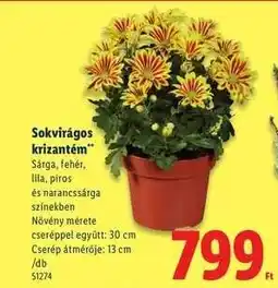 Lidl Sokvirágos krizantém ajánlat