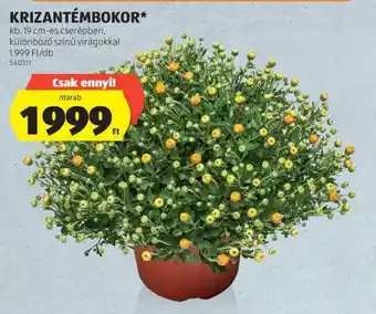 ALDI Krizantémbokor ajánlat