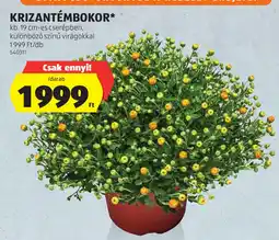 ALDI Krizantémdbokor ajánlat
