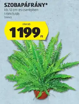 ALDI szobapáfrány ajánlat