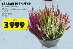 ALDI Csarab high five ajánlat