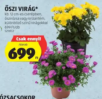 őszi virág