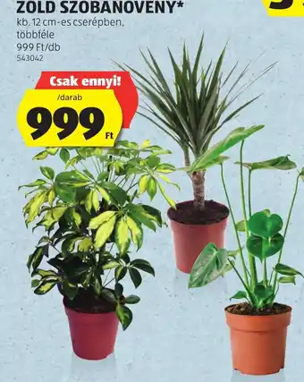 ALDI Zold szobanoveny ajánlat